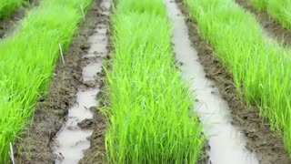 Philippines scientists develop climate-resistant rice