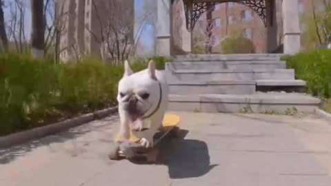 Dogs who can skateboard, what an astounding, funny dog