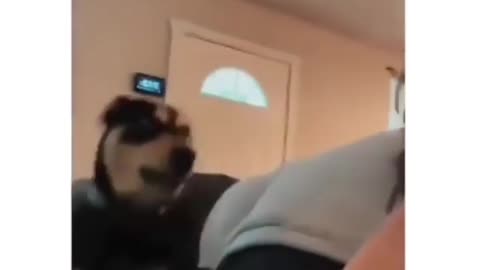 dog smacks owner with his new toy