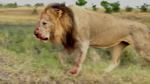 two mighty lions fight for the widow of flowers