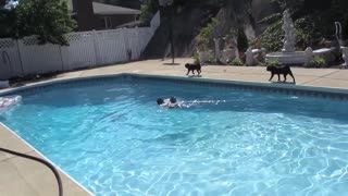 Swimming Pugs