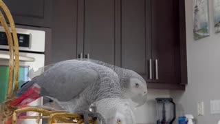 Africangrey plays with her new favorite toy! Patti the Africangrey Parrot