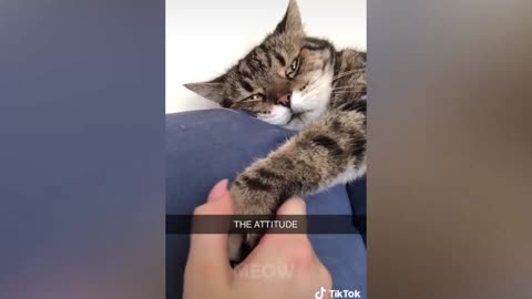 catlike attitude, "don't touch me human"