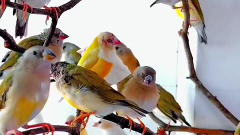 colourfull birds , birds , blue birds