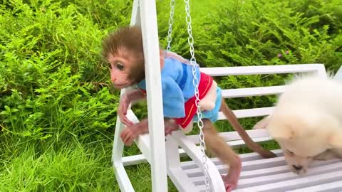 A day of Baby monkey and beautiful friendship with puppy So cute