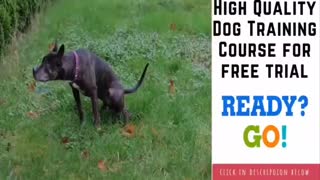 How to train your dog/obedient training/disciplined training /fun with dog