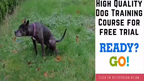How to train your dog/obedient training/disciplined training /fun with dog