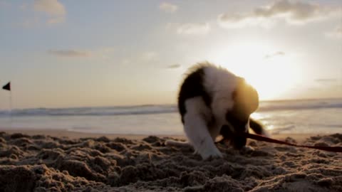 Puppy Dog Playful Beach Sand Play Canine-Pet
