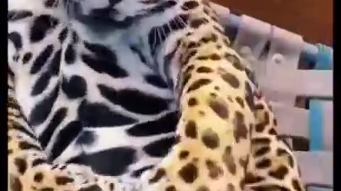 Big Jaguar Belly! ADORABLE