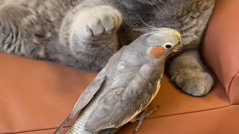 Cute cat & parrot 🐦 lol.