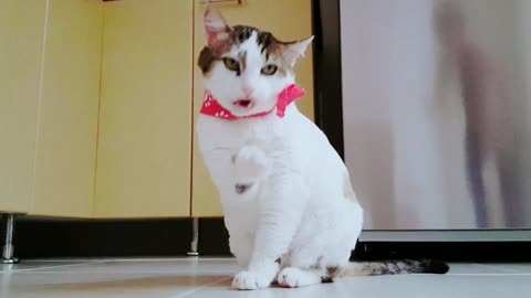 Funny Cat video