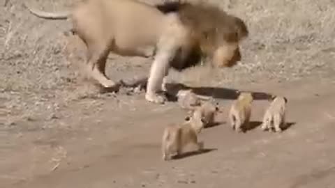 Lion dad tries to ditch his kids 😩 Video by Serengeti