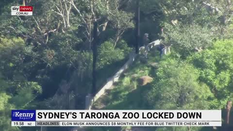 Lions given ‘one moment of freedom’ as they escape Taronga Zoo enclosure