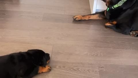Rottie teaches pup to bark