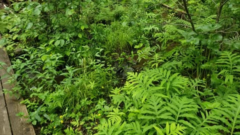 Hiking Path In Rural Area