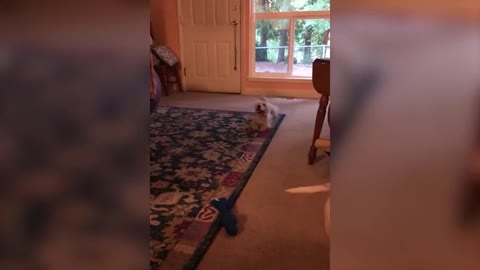 Puppy Crawls Adorably on the Carpet Post a Swimming Session