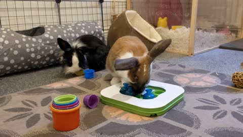 Funny bunny flips over while playing with favourite toy!