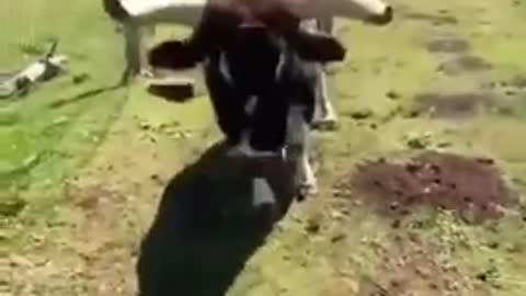 the cow runs to its owner🤗