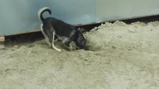 Street dogs play and dig pits
