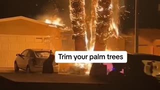 Palm Tree on Fire.