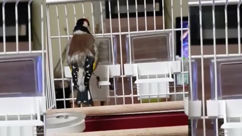 Goldfinch lovers are an enjoyable watch