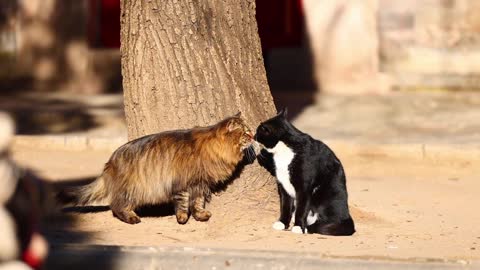 The black cat and the cat looked at each other lovingly