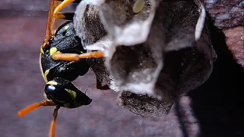 Robo Wasp Fighting