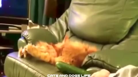 Funny Cats scared of cucumbers