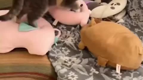 Kitten Behaviour