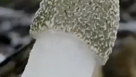 How a mushroom grows. Slow motion