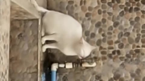 Un chat boit au robinet avec une drôle de voix