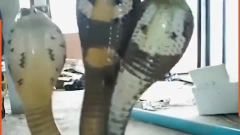 Near miss with snakes