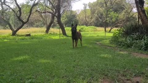 Delta, The Belgian Malinois, (attacks) to protect his yard. #belgianmalinois #attitude #save_2