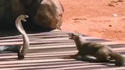 Snake vs Mongoose fight rumble video 2023