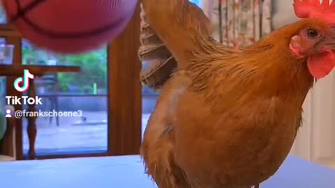 basketball rooster