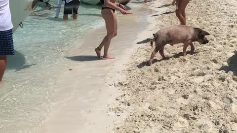 Pig Island in Bahamas