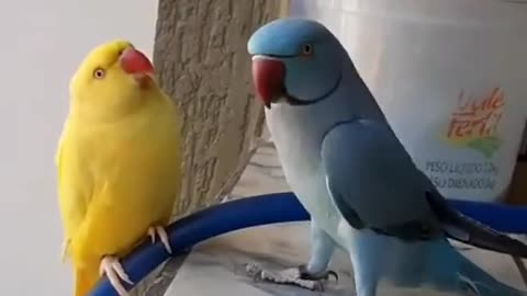 Papagaio inteligente
