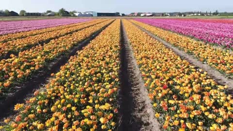 Tulips from Holland - Spring 2020