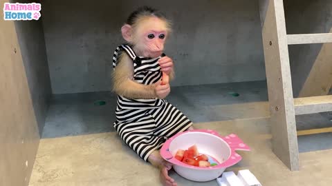 Cute Baby monkey steals duckling's watermelon then.