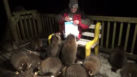 "WOW LOOK AT THIS GUY HE HAS MANY PET RACCOONS"
