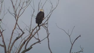 267 Toussaint Wildlife - Oak Harbor Ohio - Eagle Moves In For A Closer Look
