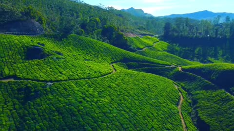 Munnar's Green Lanscepar 😎👍💐