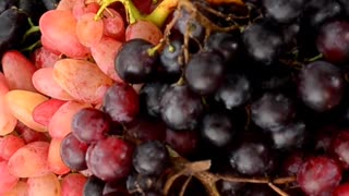 Harvesting Grapes from Vine