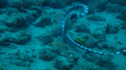 Seasnake eating moray eel alive