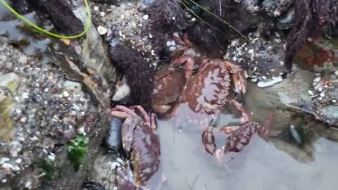 Angry crabs 🦀 tide pools fighting