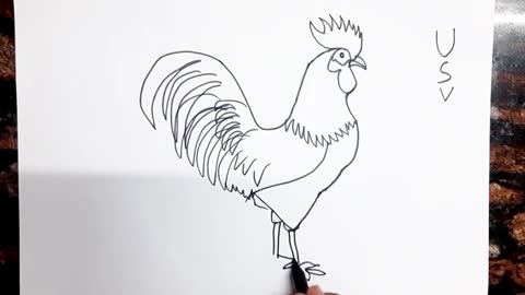 Easy Rooster drawing from USV
