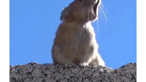 Funny animal videos|Cute animal videos