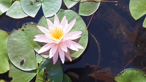 Water Lily