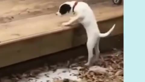 Funny DOG Videos!! You will laugh at all the DOGS 🤣 #shortsvideoviral