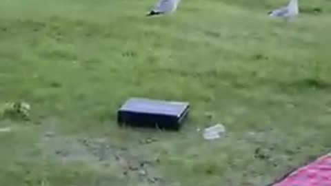 Flock of seagulls picnicking by the water